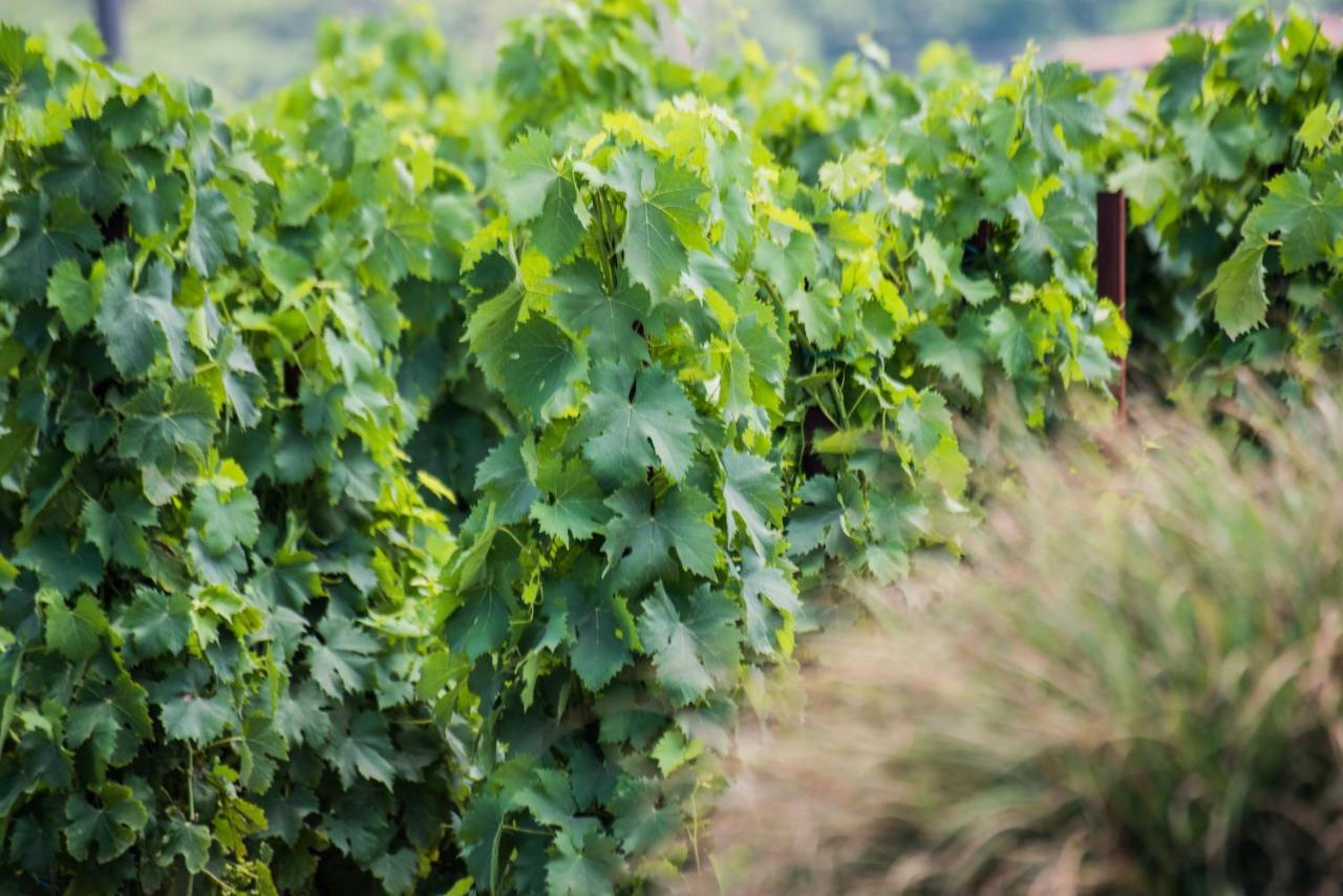 Tenuta Di Castellaro Winery & Resort Đảo Lipari Ngoại thất bức ảnh