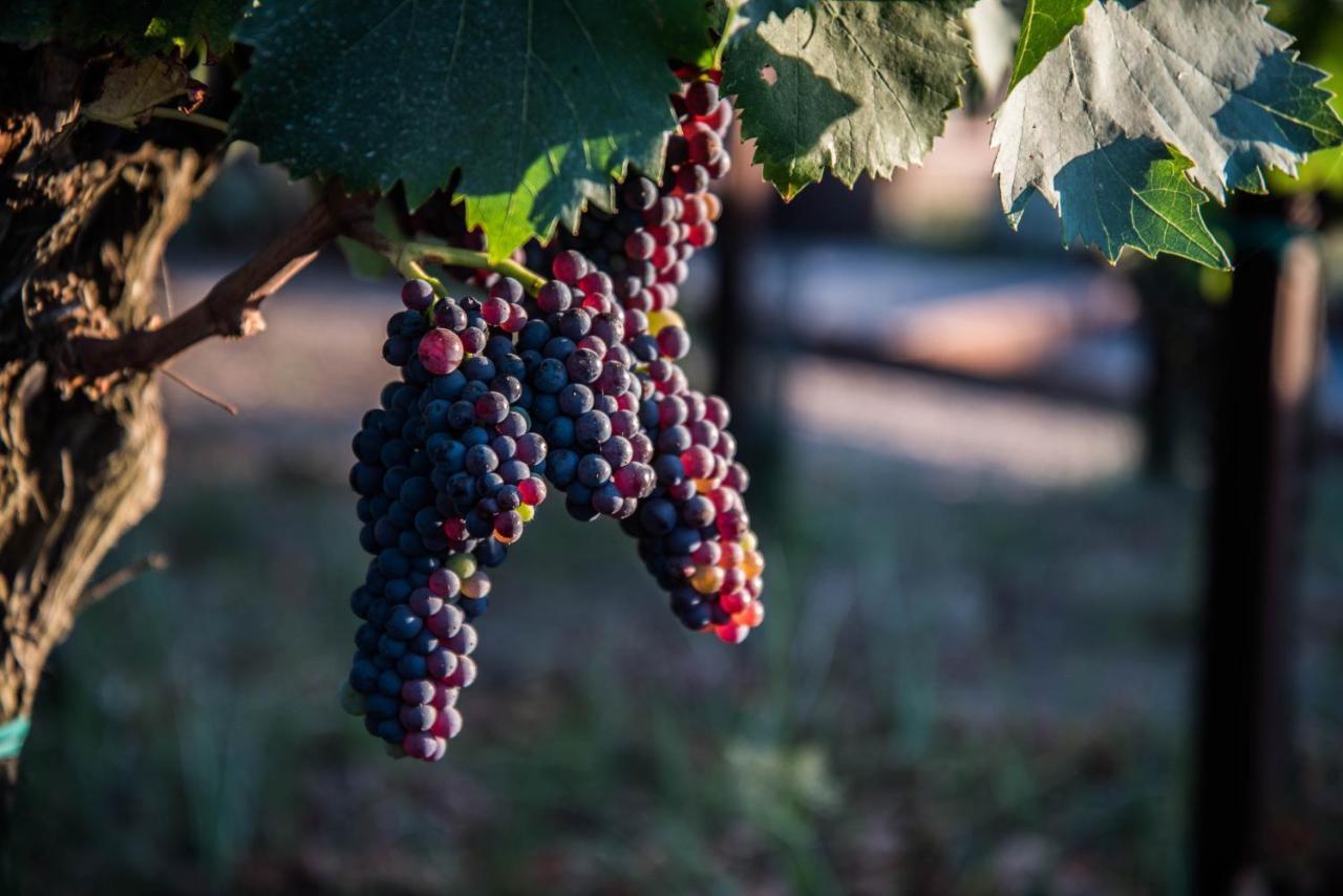 Tenuta Di Castellaro Winery & Resort Đảo Lipari Ngoại thất bức ảnh